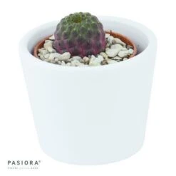 Sulcorebutia Rauschii Violet - 5,5cm -Gartenbedarf Verkäufe 2024 sulcorebutia rauschii violet 5cm3