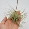 Tillandsia Argentea -Gartenbedarf Verkäufe 2024 tillandsia argentea