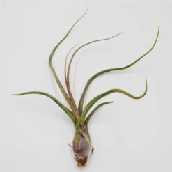 Tillandsia Baileyi