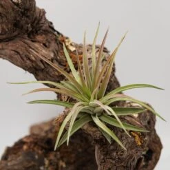 Tillandsia Brachycaulos Var. Multiflora -Gartenbedarf Verkäufe 2024 tillandsia brachycaulos var multiflora2