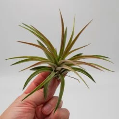 Tillandsia Brachycaulos Var. Multiflora