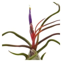 Tillandsia Bulbosa -Gartenbedarf Verkäufe 2024 tillandsia bulbosa2
