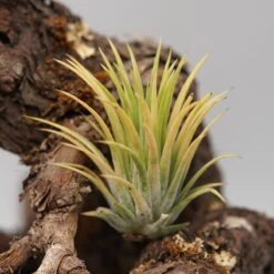 Tillandsia Ionantha Druid -Gartenbedarf Verkäufe 2024 tillandsia ionantha druid