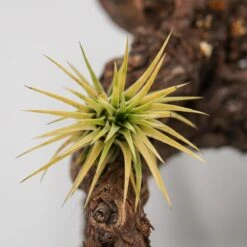 Tillandsia Ionantha Druid -Gartenbedarf Verkäufe 2024 tillandsia ionantha druid2