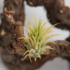 Tillandsia Ionantha Druid -Gartenbedarf Verkäufe 2024 tillandsia ionantha druid3