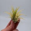 Tillandsia Ionantha Druid -Gartenbedarf Verkäufe 2024 tillandsia ionantha druid5