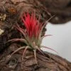 Tillandsia Ionantha Fuego -Gartenbedarf Verkäufe 2024 tillandsia ionantha fuego