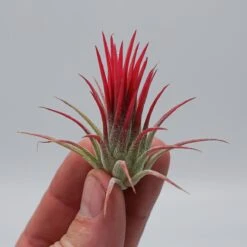 Tillandsia Ionantha Fuego -Gartenbedarf Verkäufe 2024 tillandsia ionantha fuego3