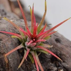 Tillandsia Ionantha Fuego -Gartenbedarf Verkäufe 2024 tillandsia ionantha fuego4