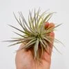 Tillandsia Plagiotropica Var. Purple 1 Tillandsia Plagiotropica Var. Purple -Gartenbedarf Verkäufe 2024 tillandsia plagiotropica var purple