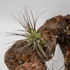 Tillandsia Stricta -Gartenbedarf Verkäufe 2024 tillandsia stricta4