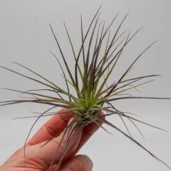 Tillandsia Stricta -Gartenbedarf Verkäufe 2024 tillandsia stricta5