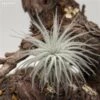 Tillandsia Tectorum Snowball