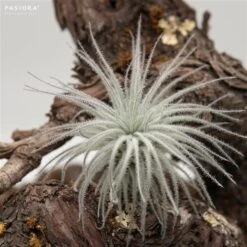 Tillandsia Tectorum Snowball