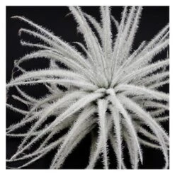 Tillandsia Tectorum Snowball -Gartenbedarf Verkäufe 2024 tillandsia tectorum snowball2