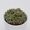 Trichodiadema Densum - 8,5cm