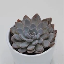 X Graptoveria Lulu - 9cm