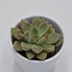X Graptoveria Melody - 5,5cm