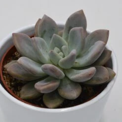 X Graptoveria Opalina - 10,5cm