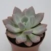 X Graptoveria Opalina - 13cm