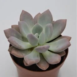 X Graptoveria Opalina - 13cm