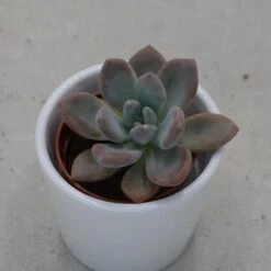 X Graptoveria Opalina - 5,5cm