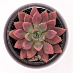X Graptoveria Pink Donna - 13cm 7 X Graptoveria Pink Donna - 13cm -Gartenbedarf Verkäufe 2024 x graptoveria pink donna 13cm