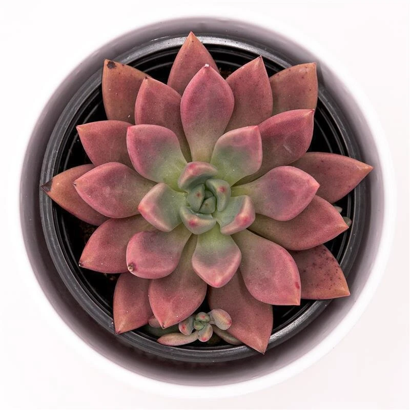 X Graptoveria Pink Donna - 13cm 5 X Graptoveria Pink Donna - 13cm - Image 3