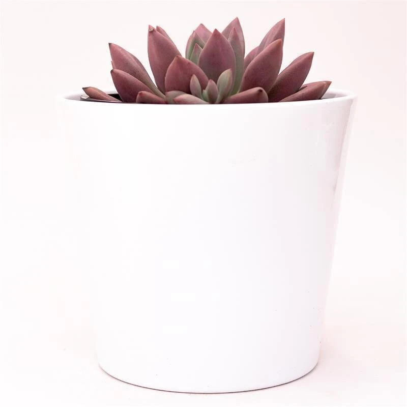 X Graptoveria Pink Donna - 13cm 3 X Graptoveria Pink Donna - 13cm