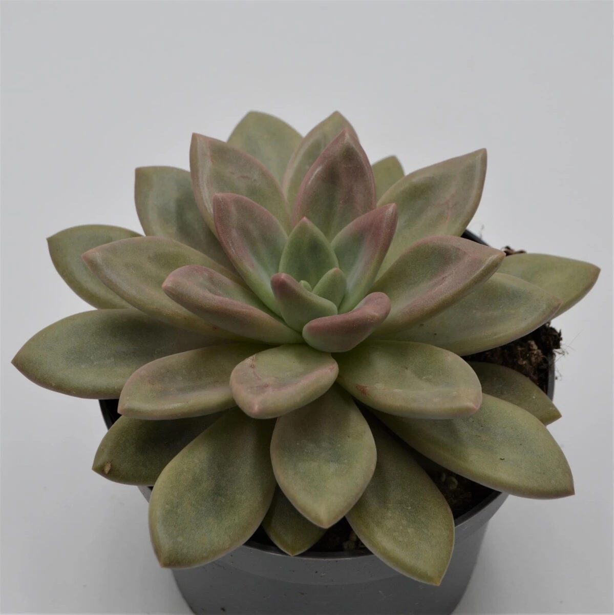 X Graptoveria Pink Donna - 13cm 4 X Graptoveria Pink Donna - 13cm - Image 2