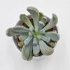 X Graptoveria Lilac Spoons / Cupid / Topsy Debbie - 8,5cm