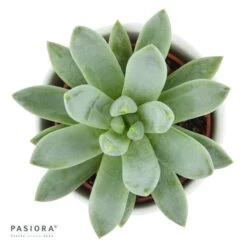 X Pachyveria Bea - 5,5cm -Gartenbedarf Verkäufe 2024 x pachyveria bea 5cm2