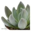 X Pachyveria Blue Mist - 5,5cm