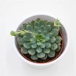 X Sedeveria Blue Elf - 8,5cm -Gartenbedarf Verkäufe 2024 x sedeveria blue elf 8cm