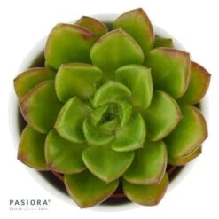 X Sedeveria Letizia - 5,5cm -Gartenbedarf Verkäufe 2024 x sedeveria letizia 5cm