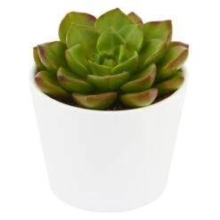 X Sedeveria Letizia - 5,5cm -Gartenbedarf Verkäufe 2024 x sedeveria letizia 5cm3