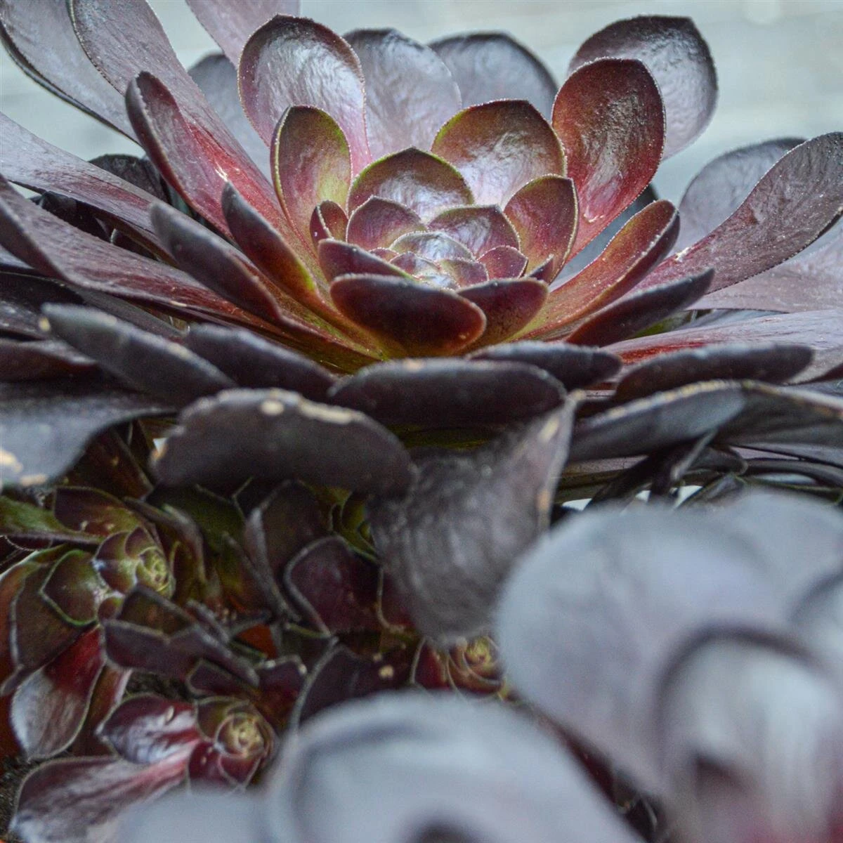 X Semponium Destiny - 17cm 3 X Semponium Destiny - 17cm