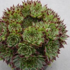 X Semponium Surreal - 17cm